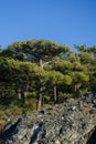 Photo of trees on mountain slope Royalty Free Stock Photo