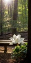 Ethereal Lotus Flower On Bench In Idyllic Setting Royalty Free Stock Photo