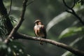 Tropical bird perched on a tree branch