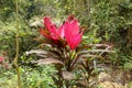 Photo of a tropical cordyline fruticosa plant commonly called Ti plant. Cordyline Fruticosa pink form growing in the jungle. Royalty Free Stock Photo