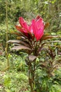 Photo of a tropical cordyline fruticosa plant commonly called Ti plant. Cordyline Fruticosa pink form growing in the jungle. Royalty Free Stock Photo