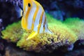 Tropical fish chelmon rostratus Royalty Free Stock Photo