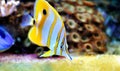 Tropical fish chelmon rostratus Royalty Free Stock Photo