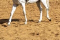 Trotting white horse paws on training sand lane