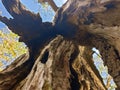 Closeup of trunk of a very old olive tree Royalty Free Stock Photo