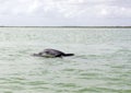 Photo of tucuxi dolphin Royalty Free Stock Photo