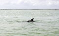 Photo of tucuxi dolphin Royalty Free Stock Photo