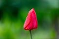 Photo of the tulip Royalty Free Stock Photo