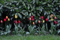 Tulips in a park dark contrast
