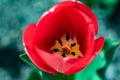 A photo of a tulip