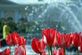 The photo tulips