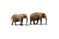 Photo of two adult Elephant facing side walking. Isolated on white background, included clipping path