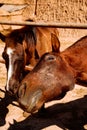 Photo of two beautiful brown horses. Country farm. Ranch Royalty Free Stock Photo