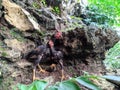 a photo of two black chickens posing on the rocks like a model