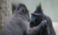 Two black macaque holding hand