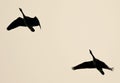 Picture with two Canada geese flying in the sky Royalty Free Stock Photo