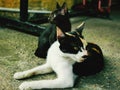 photo of two cats Royalty Free Stock Photo