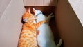 Photo of two cats sleeping in a cardboard box. Royalty Free Stock Photo