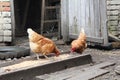 Chickens peck from a wooden grain feeder in a village yard Royalty Free Stock Photo