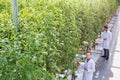 Two Crop scientist examining tomatoes growing in greenhouse