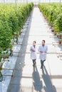 Two Crop scientist walking while looking at tomatoes growing in greenhouse Royalty Free Stock Photo