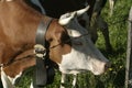 Dairy Cows near Gruyere, Switzerland