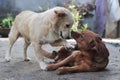 2 Aspin Dogs or Asong Pinoy Dogs Playing