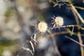 Photo of two dried thorny plants Royalty Free Stock Photo