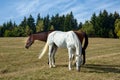 Horse Royalty Free Stock Photo