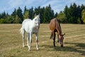 Horse Royalty Free Stock Photo