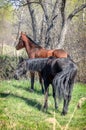 Photo of two horses in the summer on green grass