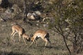 A photo of two impala fighting Royalty Free Stock Photo