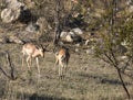 A photo of two impala fighting Royalty Free Stock Photo
