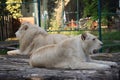 Two lions laying on the floor in zoo