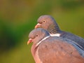 Two lovebirds wood pigeons Royalty Free Stock Photo