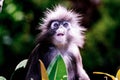 Monkey Gazing Royalty Free Stock Photo