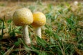 Two round mushrooms Royalty Free Stock Photo