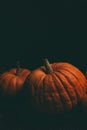 Photo of two orange pumpkins on blank black background, halloween celebration. Royalty Free Stock Photo