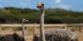 Photo of two ostriches in the Caribbean