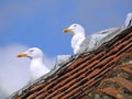 Rooftop nesting seagulls Royalty Free Stock Photo