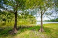 Photo of two trees by a lake naturescape long exposure with motion blur Royalty Free Stock Photo