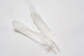 Photo of two white goose feathers on a white background Royalty Free Stock Photo