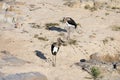 Photo of two young black stork Royalty Free Stock Photo