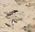 Photo of two young black stork Royalty Free Stock Photo