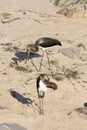 Photo of two young black stork Royalty Free Stock Photo