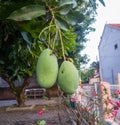 Photo of two young mangoes still on the stalk.