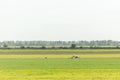 Farmer in typical Dutch landscape Royalty Free Stock Photo