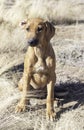 A Female Rhodesian ridgeback puppy sitting and showing her chest