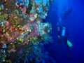 The photo of underwater wild coral on the foreground and two scuba divers are on the blue clean water background.