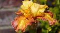 Tall Tiger Shark Bearded Iris Bloom and Stalk Spring Colors Yellow Red Orange Green Flowering Bulbs Unique Species Royalty Free Stock Photo